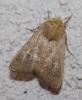Mythimna sicula